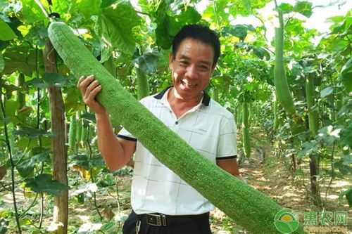 丝瓜棚下种植生姜亩产效益（丝瓜棚下种植生姜亩产效益怎么样）