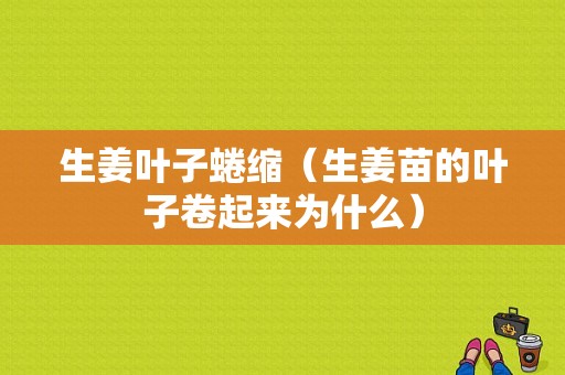 生姜叶子蜷缩（生姜苗的叶子卷起来为什么）