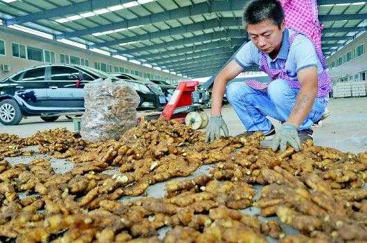 驻马店生姜收购与销售价格（生姜收购站）-图1