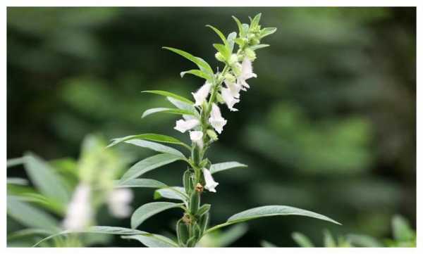 芝麻花和生姜（芝麻花和生姜一起泡茶喝的功效）-图2