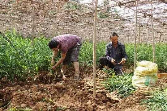 河南南阳石桥生姜（南阳有种植生姜的吗）