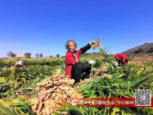 汝南生姜（湖南汝城生姜基地）-图1