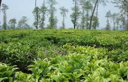 高黎贡山生姜（高黎贡山什么茶最好）-图1