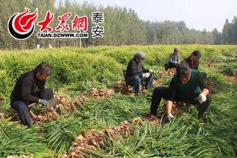 宁阳生姜种植（山东生姜种植基地在哪里和电话）-图2