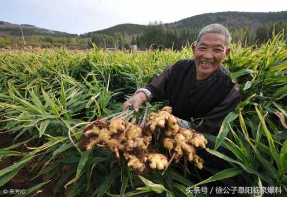 买生姜卖生姜犯法吗判几年（贩卖生姜挣钱吗）-图2