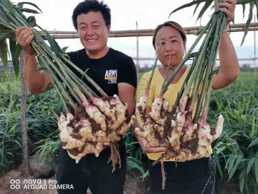 拔生姜活动（生姜怎么拨）-图3