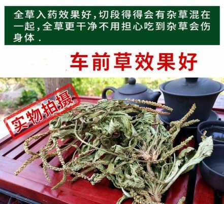 车前草和生姜治什么病（车前草十生姜片泡水喝有什么功效泡茶）-图3