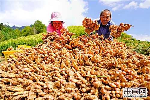 高价收生姜（哪里在收生姜）-图2