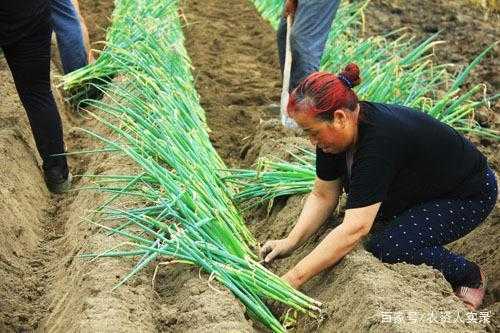 一月份还可以种生姜吗吗（一月份可以种葱吗）-图1