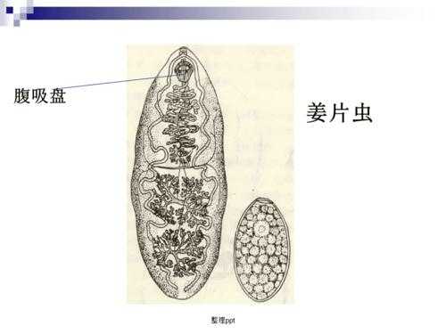 生姜毛虫（姜片虫寄生虫吃什么）-图2