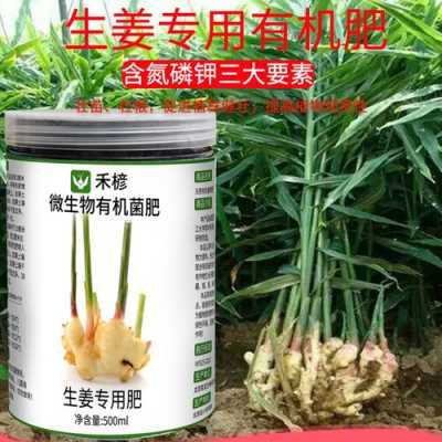 生姜种植要什么肥料最好（生姜种植技术和管理生姜用什么肥）-图3