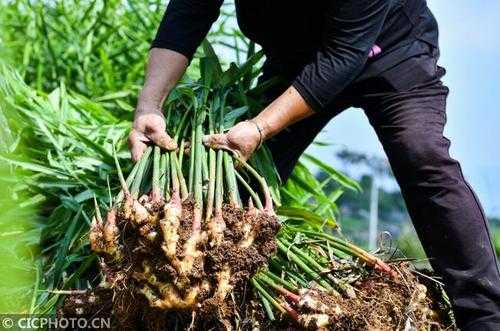 广西生姜优点在哪里（广西生姜种植技术）-图3