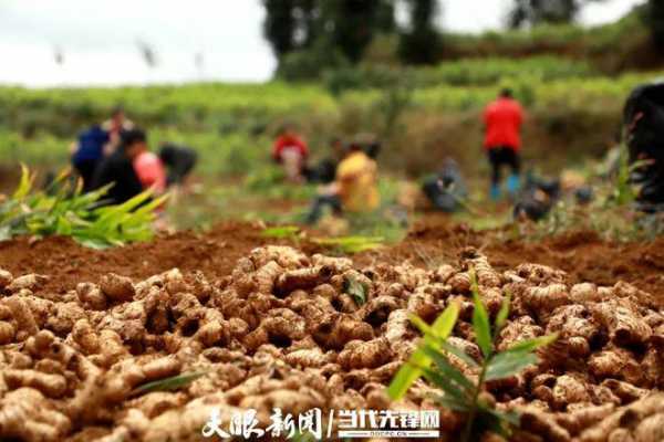 织金有生姜（织金生姜种植）