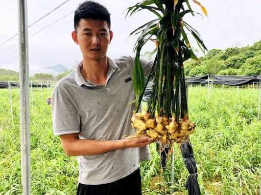 生姜青年的简单介绍-图1