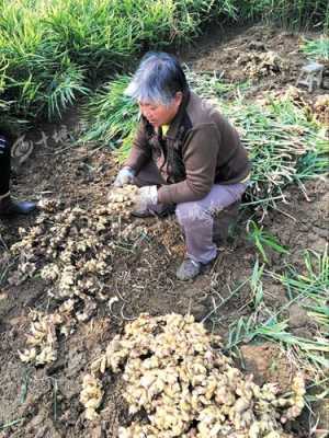 雨天挖生姜（挖生姜累不累）