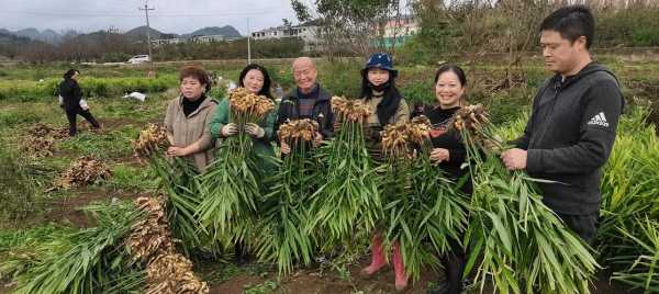 从化生姜（广东生姜基地）-图1