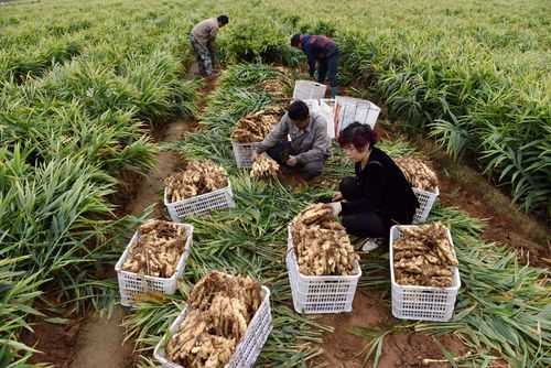 生姜种植补贴（生姜种植补贴一亩地多少钱）-图2