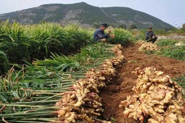 生姜种植补贴（生姜种植补贴一亩地多少钱）-图3