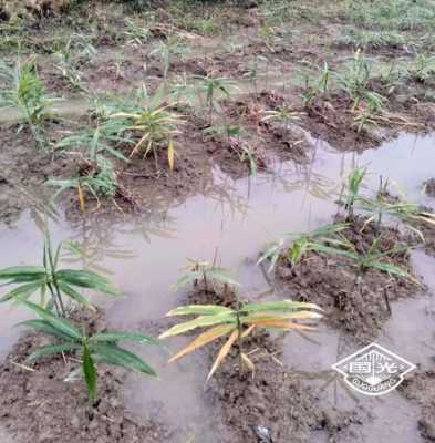 生姜种植遇到暴雨（种姜下雨会坏掉吗）