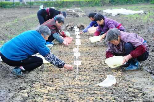 太仓能种生姜吗现在（太仓能种生姜吗现在）-图3