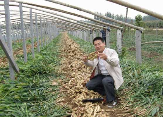 湖南生姜图片（湖南生姜种植方法）