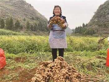 包含贵州镇宁生姜代办的词条