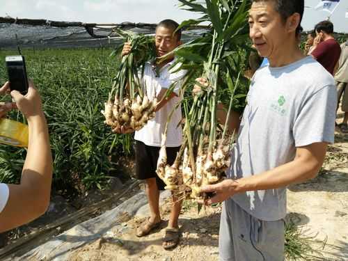 生姜根茎（生姜根茎快速生长期）