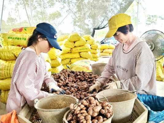 云浮新兴凉果厂收生姜（云浮市新兴县凉果厂）