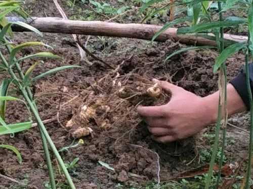 生姜种仙草（生姜草的药效）-图3