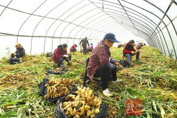 大棚储存生姜（大棚生姜种植方法和时间安排）-图1