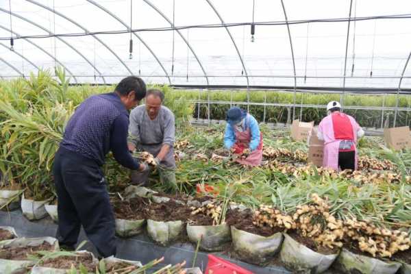 大棚储存生姜（大棚生姜种植方法和时间安排）-图2