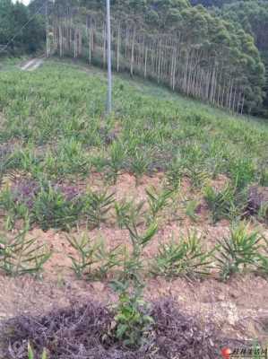 山岭种植生姜（山地种植生姜）