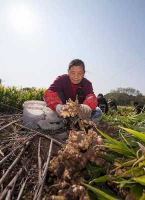 山岭种植生姜（山地种植生姜）-图3