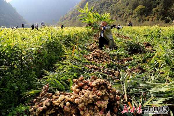 全州生姜种植（生姜种植大户）-图1