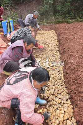 威远生姜基地（威远生姜基地在哪里）