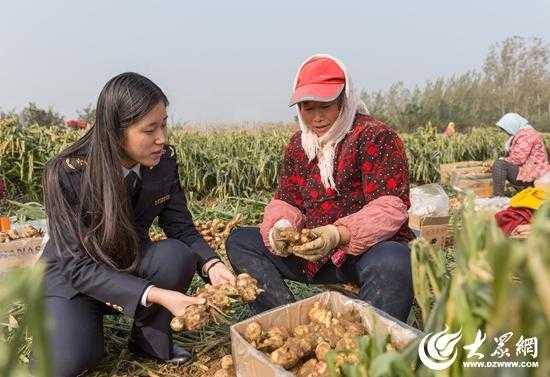 山东生姜检测报告单图片（山东生姜基地在什么地方）-图3