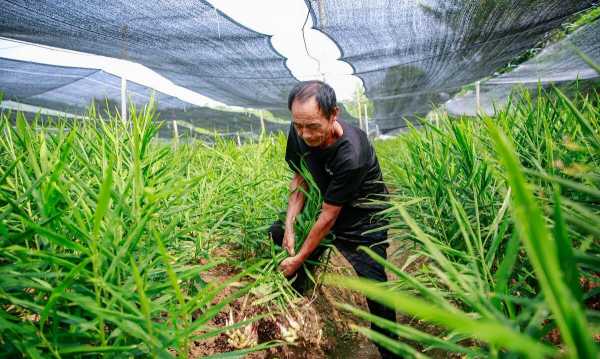 西昌生姜种植（昌邑生姜种植视频）-图2