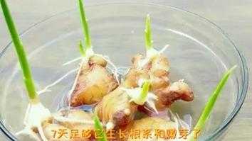 生姜发芽后有虫怎么办（生姜发芽了怎么种）-图3