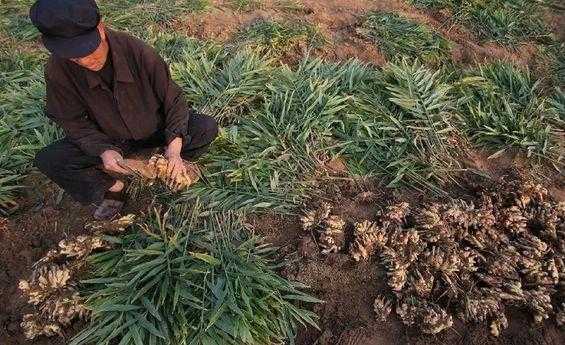 江西阆中生姜种植（江西阆中生姜种植面积多少）