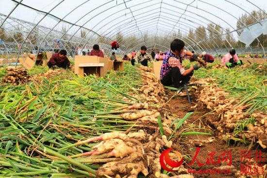 郑州生姜种植方法（河南生姜基地在哪）-图3