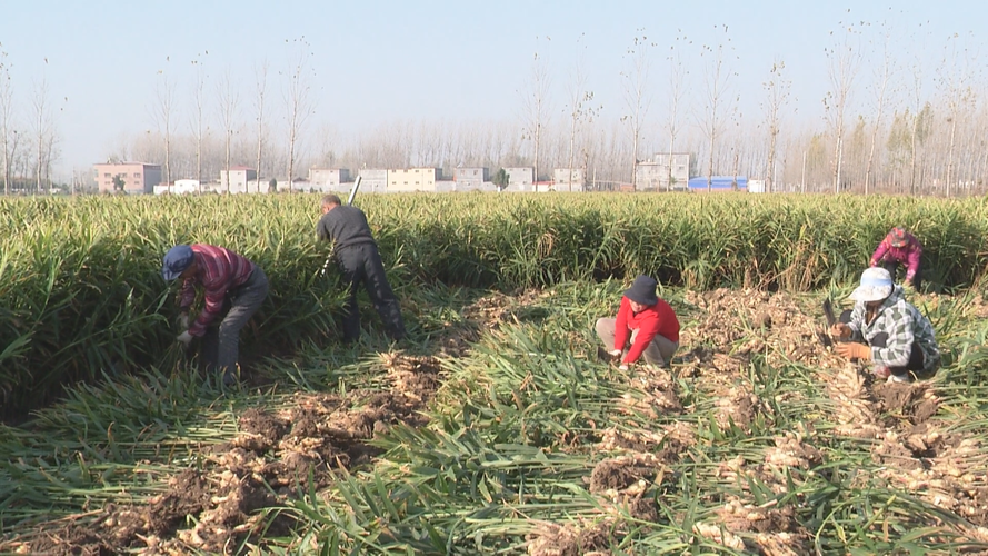 郑州生姜种植方法（河南生姜基地在哪）