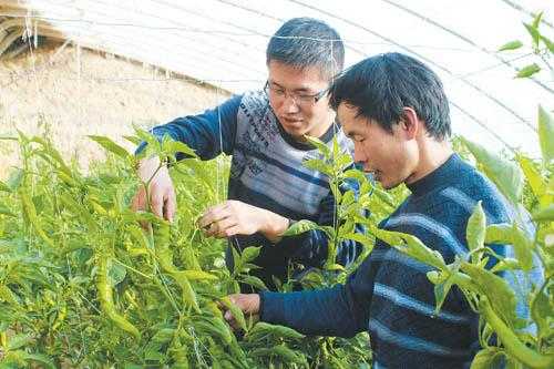 甘肃武威生姜苗（甘肃武威生姜苗种植基地）-图3