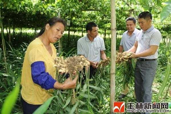 容县生姜收购（容县生姜收购电话）