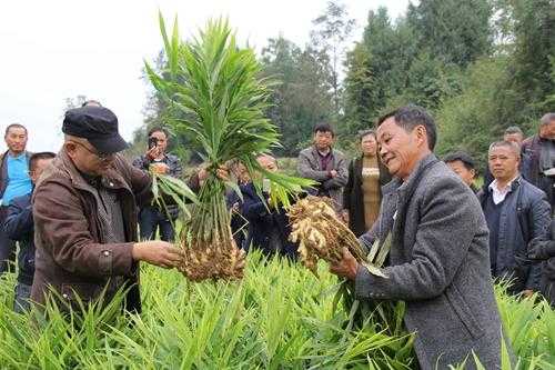 来凤生姜种植（来凤生姜种植技术）-图1