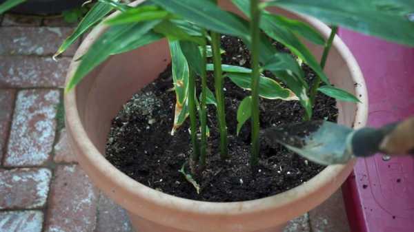 家里盆栽种植生姜视频（盆栽生姜的种植方法及季节）