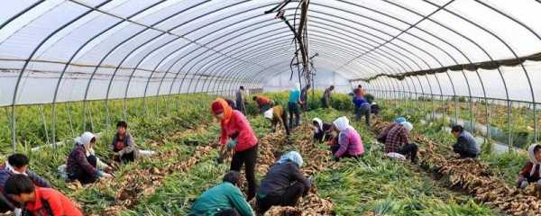 生姜小拱棚何时折除（生姜小拱棚种植技术）-图3