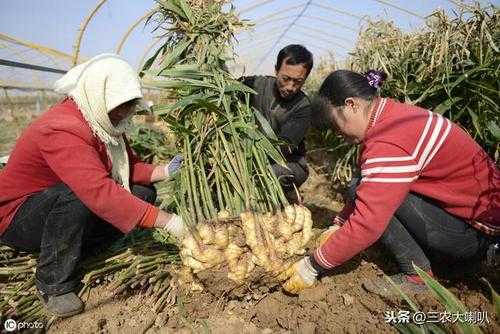 生姜西北种植（种姜东西行好,还是南北行好）-图3