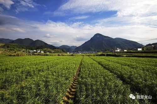 顺昌种生姜（每日农经生姜种植视频）