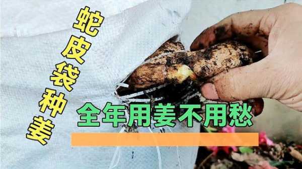 用蛇皮袋怎样种生姜（用蛇皮袋怎样种生姜视频）-图1