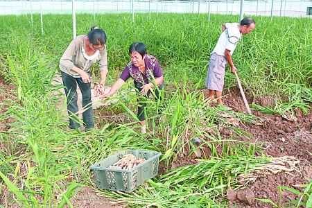 生姜科技种植技术（科技苑生姜种植技术视频）-图2